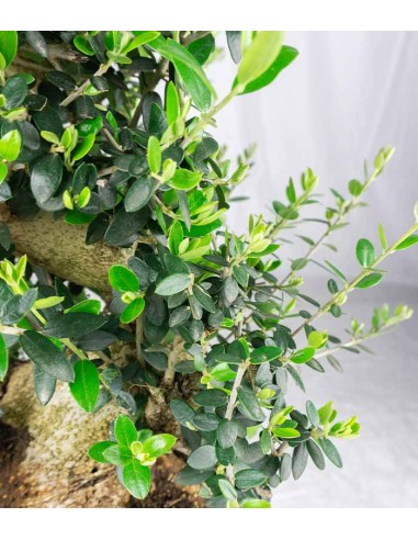 Olivastro Esemplare 1. 14 anni