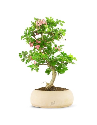 Crataegus cuneata | Biancospino 14 anni