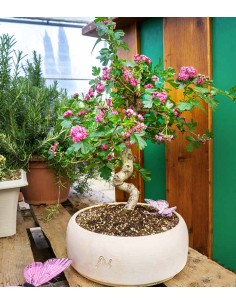 Crataegus cuneata |... 2