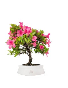 Bonsai di Azalea...