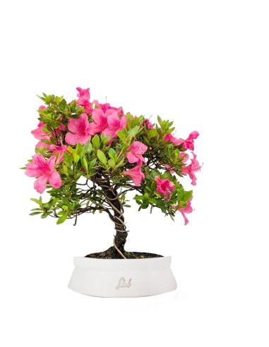 Bonsai di Azalea (Rhododendron...