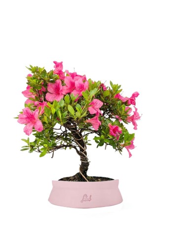 Bonsai di Azalea (Rhododendron...
