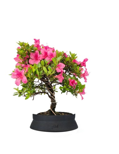 Bonsai di Azalea (Rhododendron...