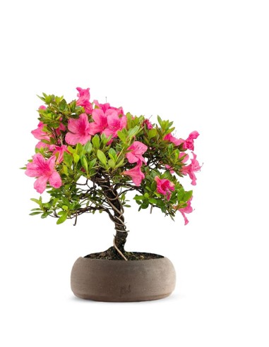 Bonsai di Azalea (Rhododendron...
