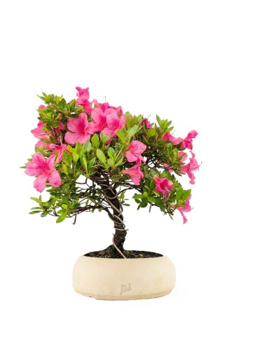 Bonsai di Azalea (Rhododendron...