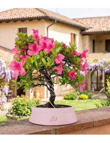 Bonsai di Azalea (Rhododendron...