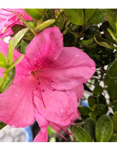 Bonsai di Azalea (Rhododendron...