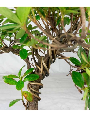 Bonsai di Azalea (Rhododendron...