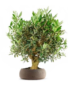 Olivo Esemplare 3. 14 anni