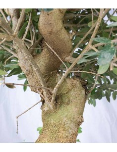 Olivo Esemplare 3. 14 anni 2