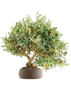 Olivo esemplare 2. 10 anni