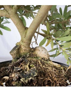 Olivo esemplare 2. 10 anni 2