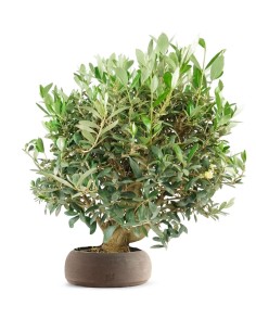 Olivo Esemplare 2. 14 anni