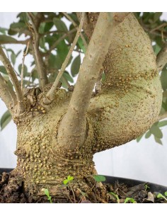 Olivo Esemplare 2. 14 anni 2