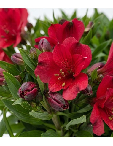 Pianta di Alstroemeria - Giglio del Perù