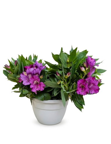 Pianta di Alstroemeria - Giglio del Perù