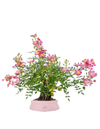 Bonsai Rosa canina 7 anni
