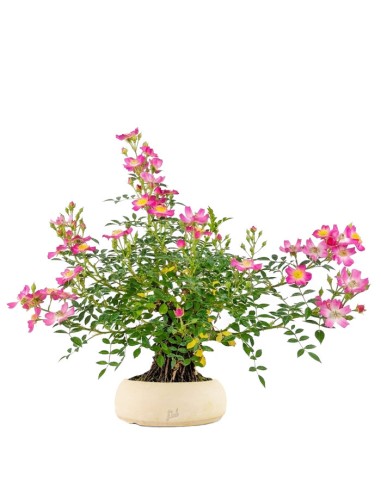 Bonsai Rosa canina 7 anni