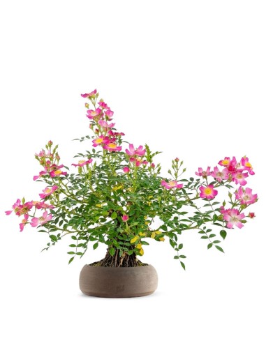 Bonsai Rosa canina 7 anni