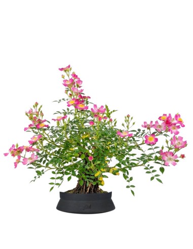 Bonsai Rosa canina 7 anni
