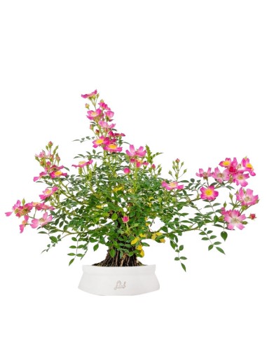Bonsai Rosa canina 9 anni