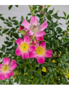 Bonsai Rosa canina 7 anni 2