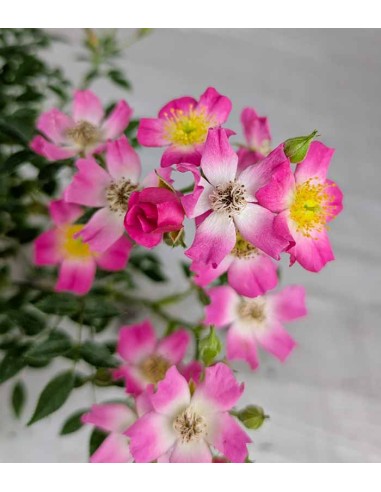 Bonsai Rosa canina 7 anni