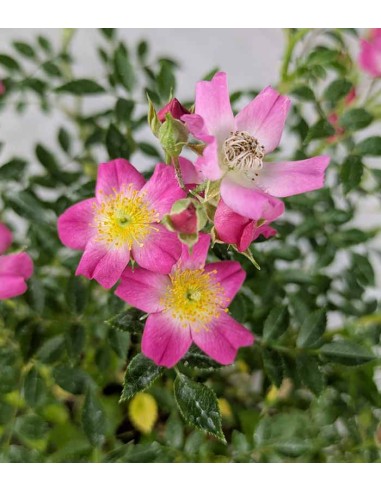 Bonsai Rosa canina 7 anni