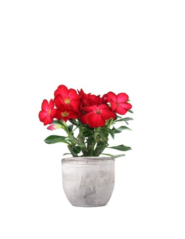 Rosa del deserto rossa
