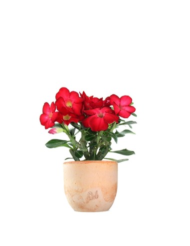 Rosa del deserto rossa