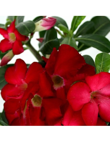 Rosa del deserto rossa