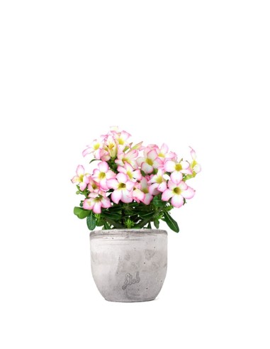 Rosa del deserto rosa