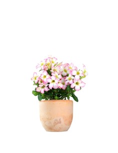 Rosa del deserto rosa |... 2