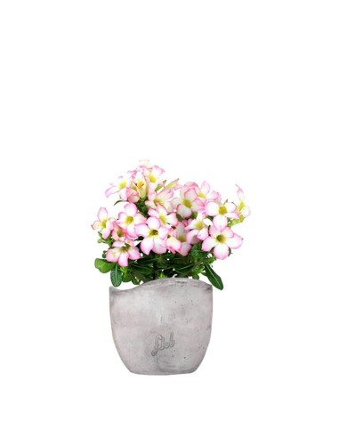 Rosa del deserto rosa | Adenium