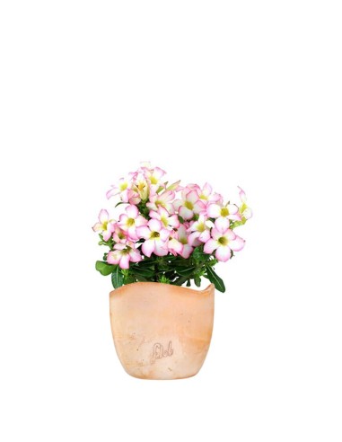 Rosa del deserto rosa | Adenium