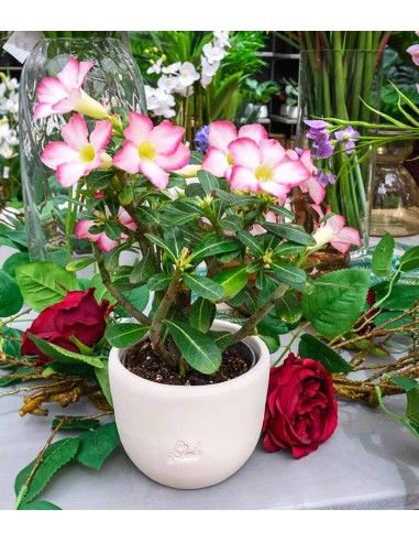 Rosa del deserto rosa