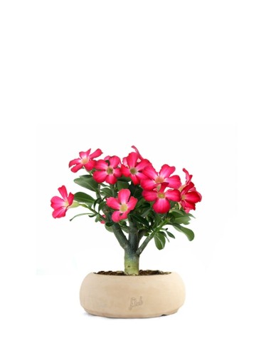 Rosa del deserto | Adenium Obesum
