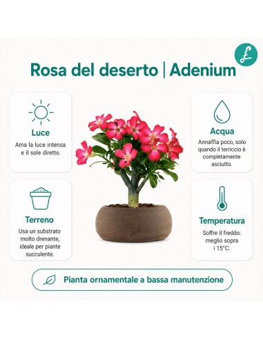Rosa del deserto | Adenium