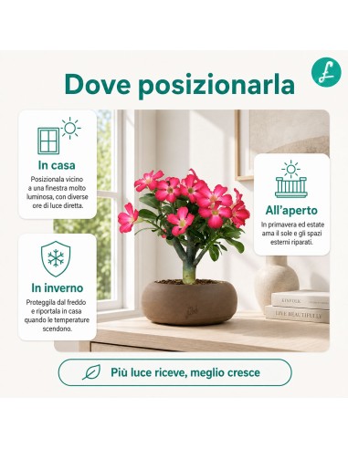 Rosa del deserto | Adenium