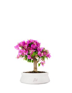 Bougainvillea