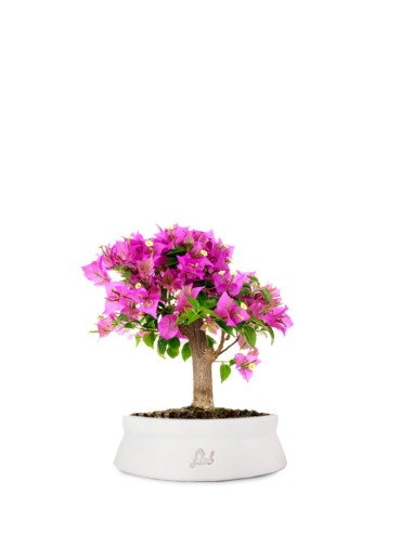 Bougainvillea