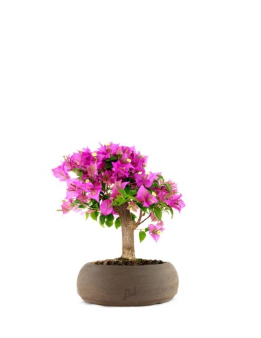 Bougainvillea