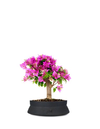 Bougainvillea