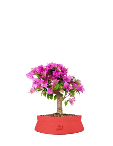 Bougainvillea