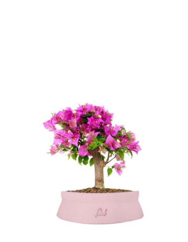 Bougainvillea