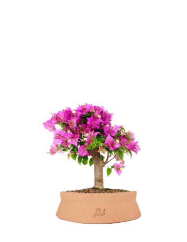Bougainvillea