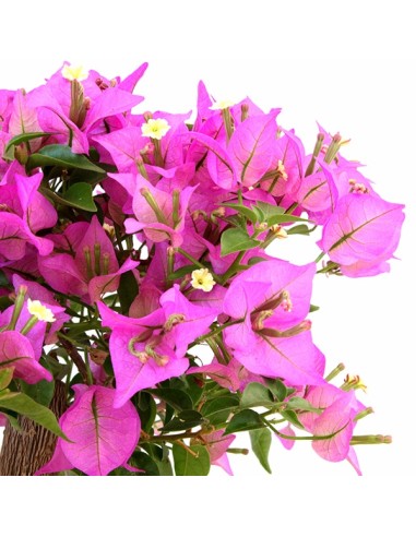 Bougainvillea