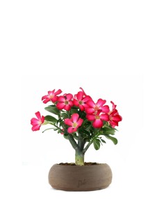 Rosa del deserto | Adenium...