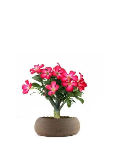 Rosa del deserto | Adenium Obesum