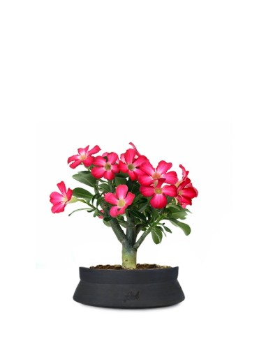 Rosa del deserto | Adenium Obesum